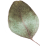 https://bodagorifede.com/wp-content/uploads/2020/12/separate_leaf.png